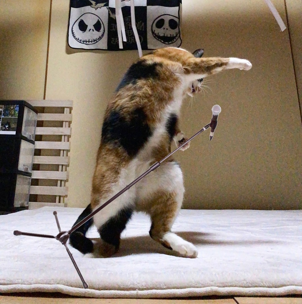 喵:「讓我們一起嗨起來!」