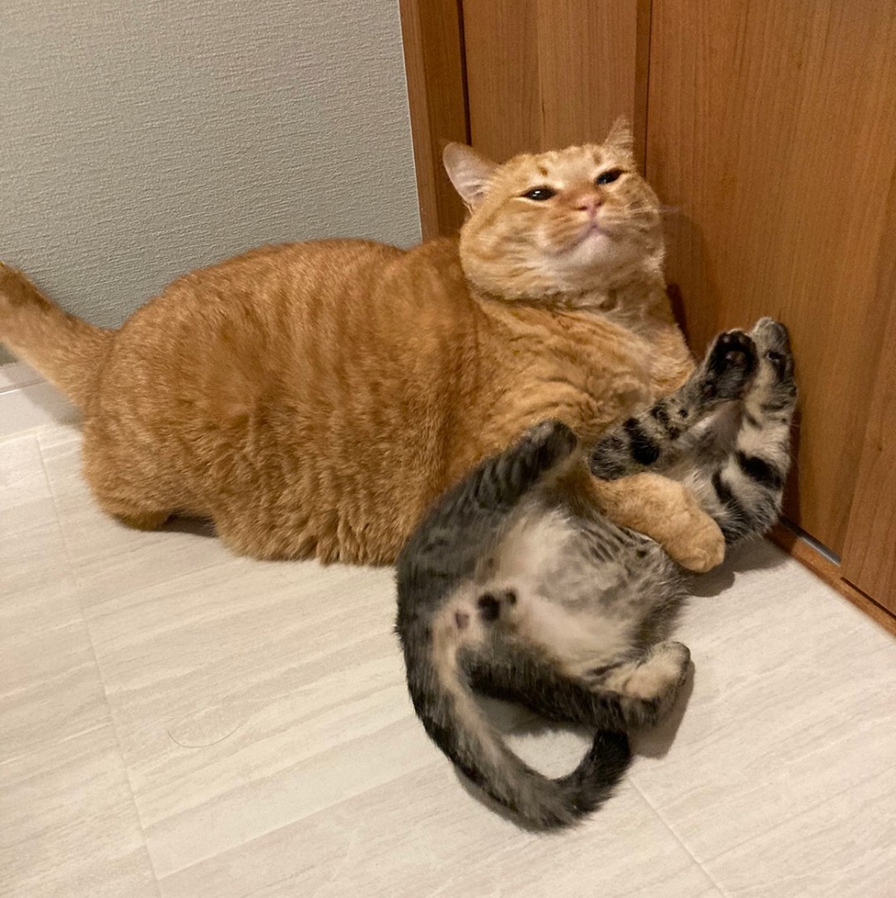 大橘單方面壓制+1