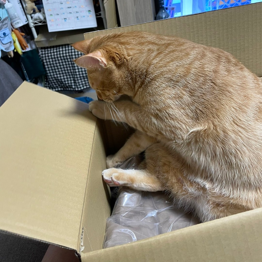 喵：「這些是什麼？快拿走！」