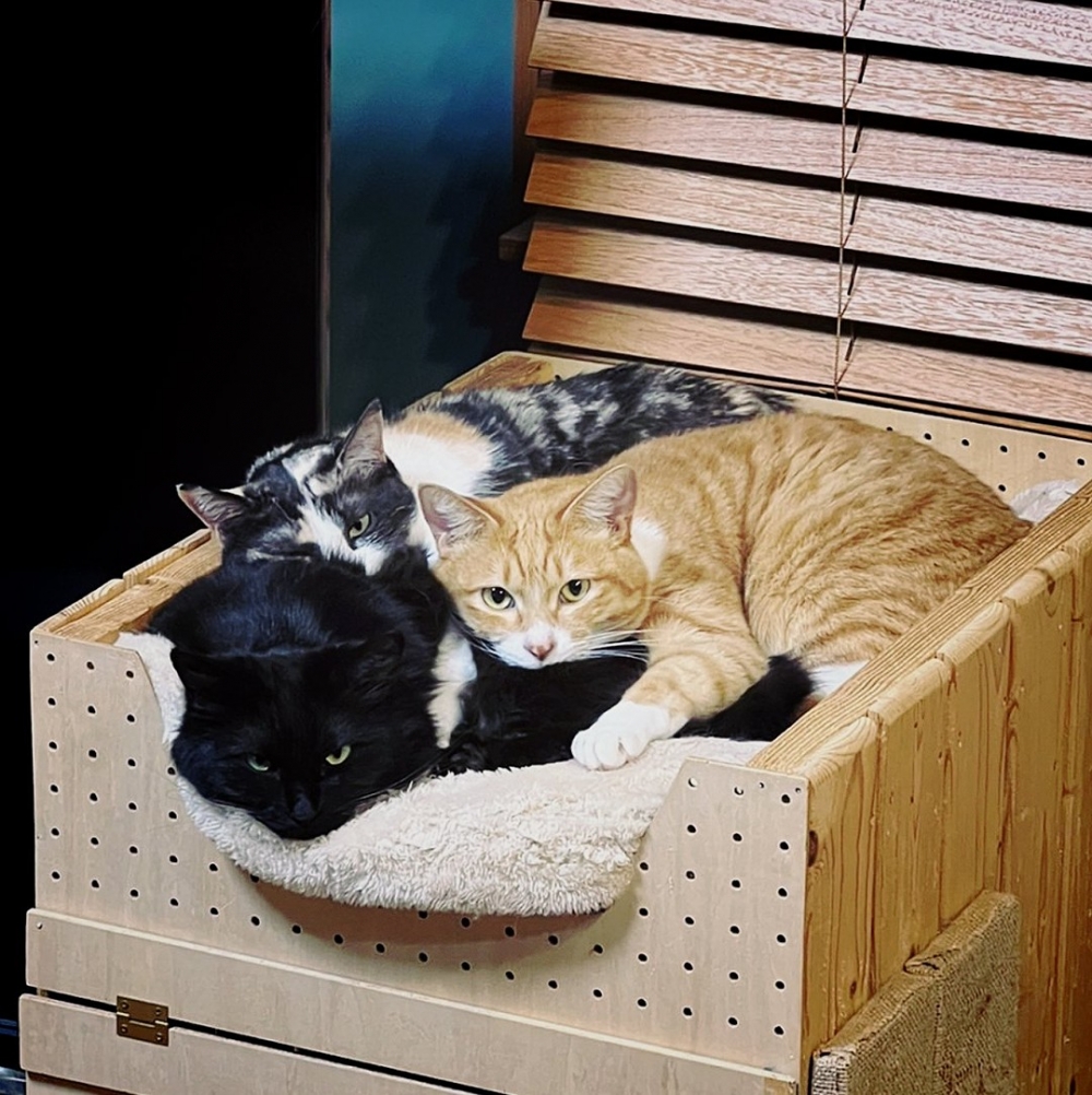 奴才:「擼貓方便!一次擼三」