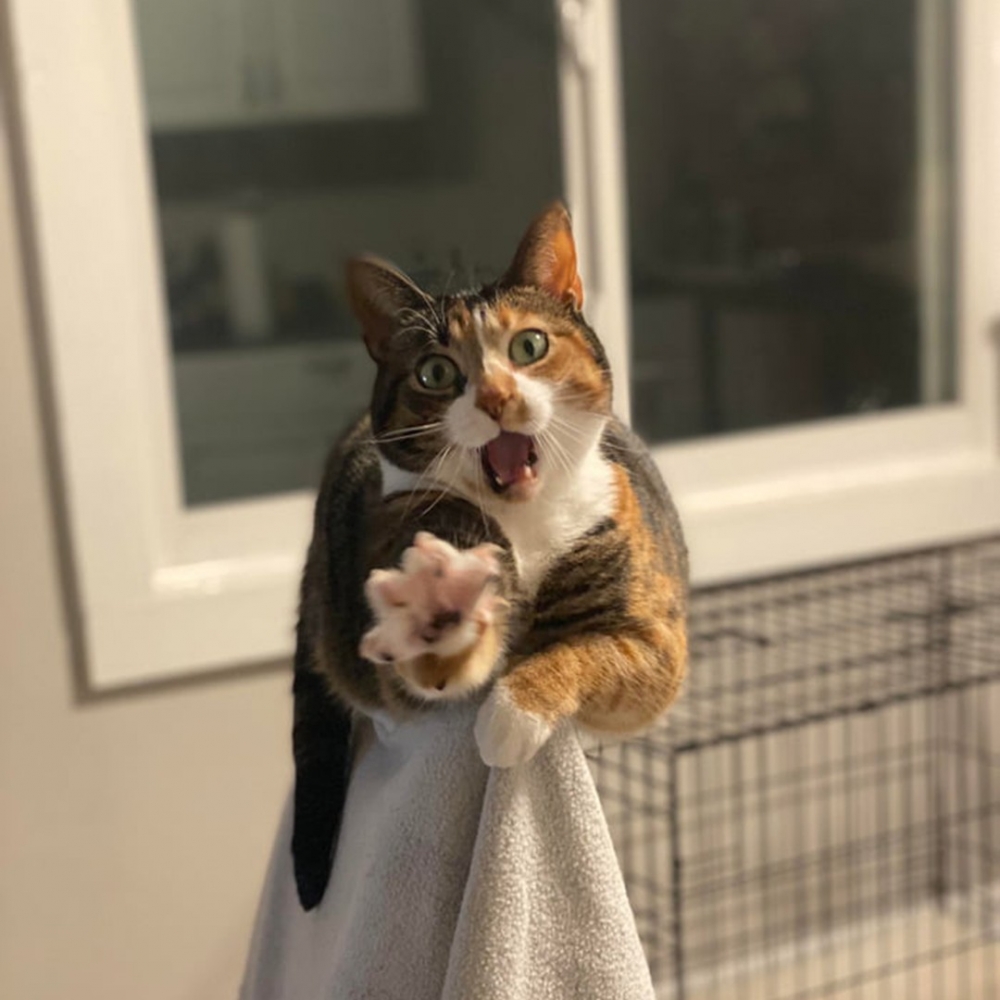 喵：「等等！還不可以拍！」