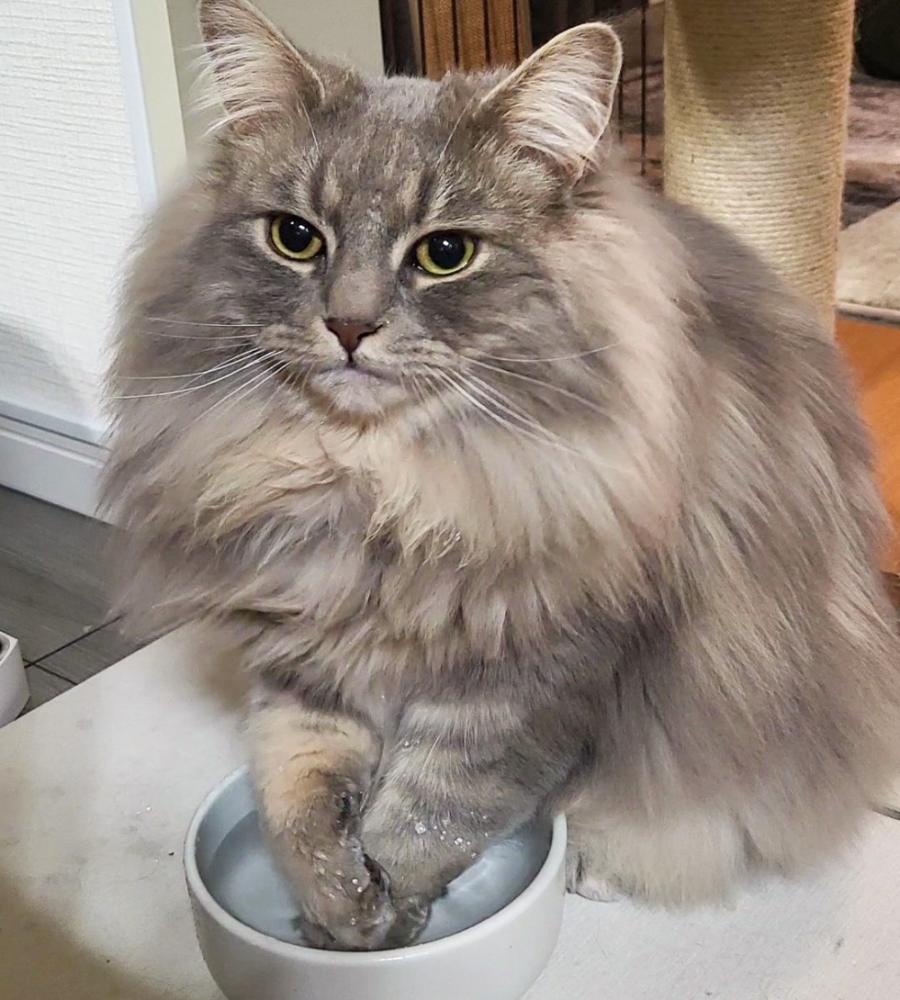 奴才：「主子認真模式on了」