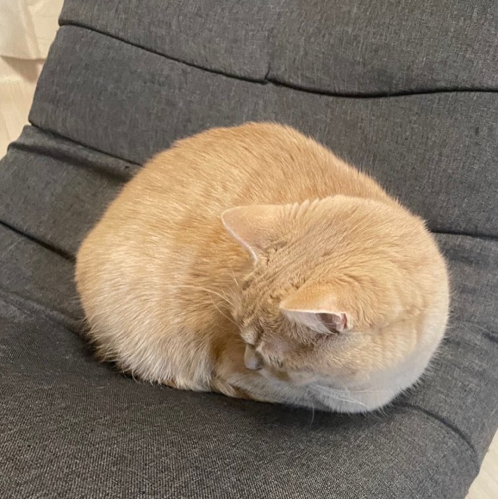 奴才（蠢蠢欲動）：「看起來好好擼哦～」