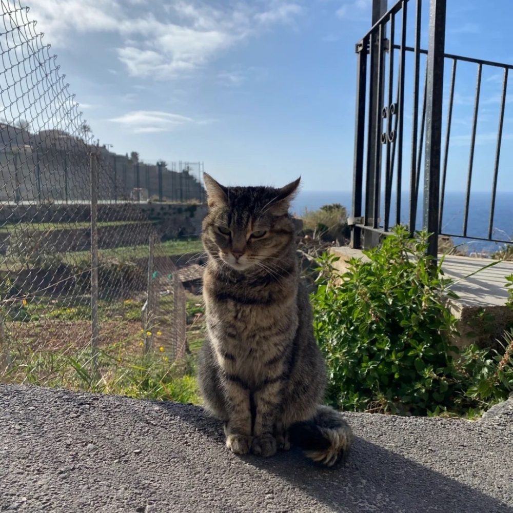 小貓咪的魅力果然無人能敵