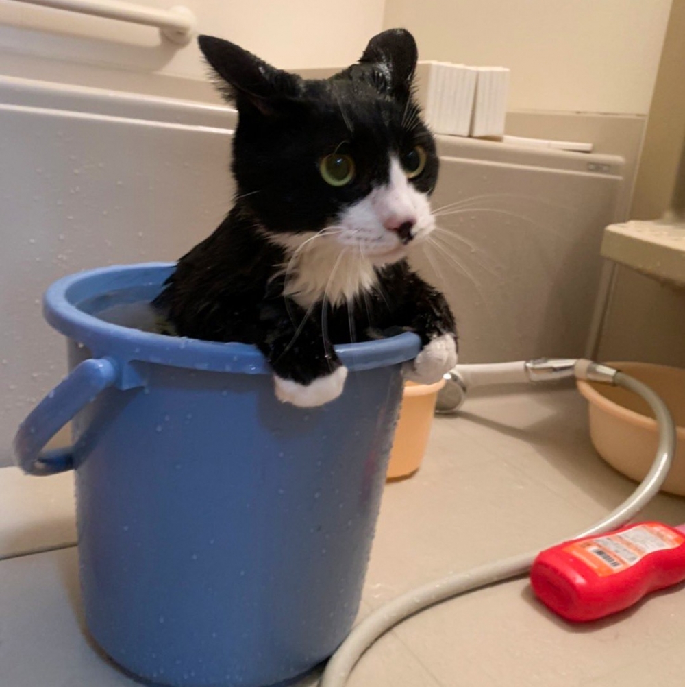 奴才:「你也太乖了吧❤️」