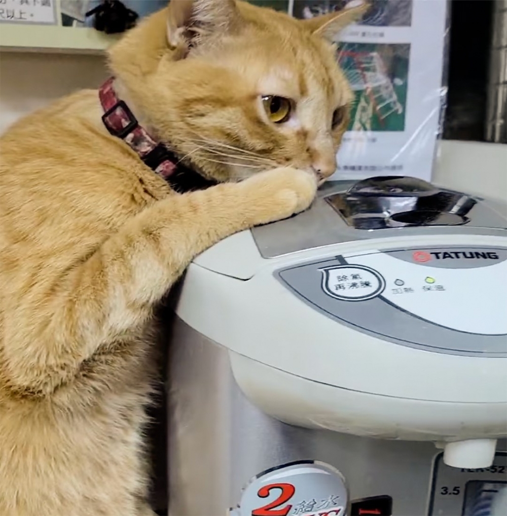 喵：「先試試看暖個爪爪」