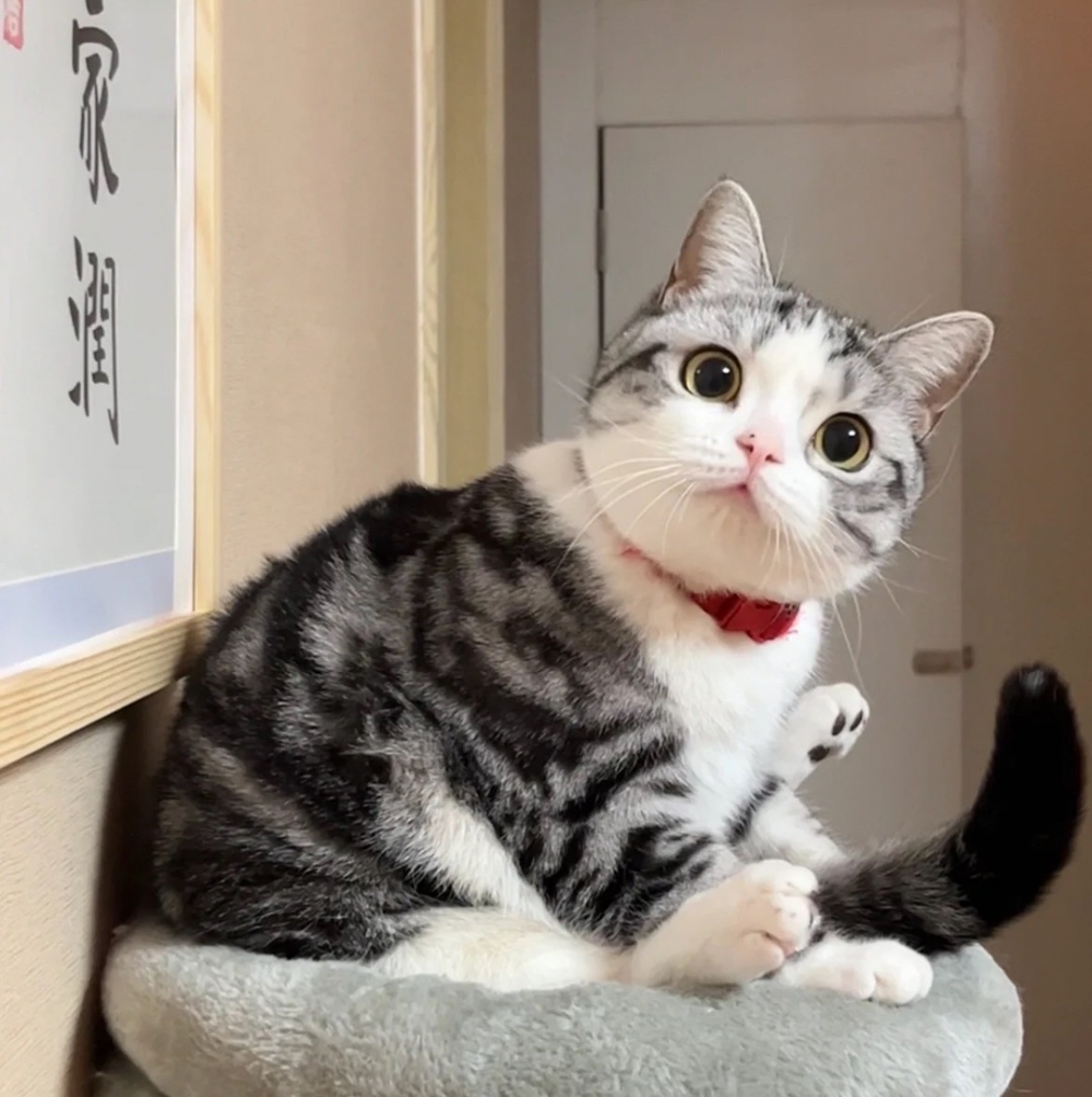 喵：「不給看噢」