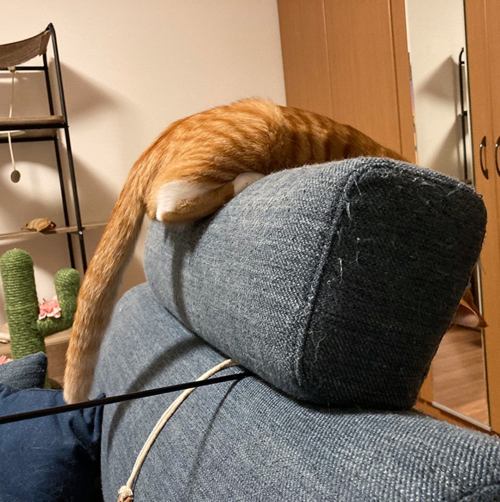 奴才：「好薄的一隻貓～」