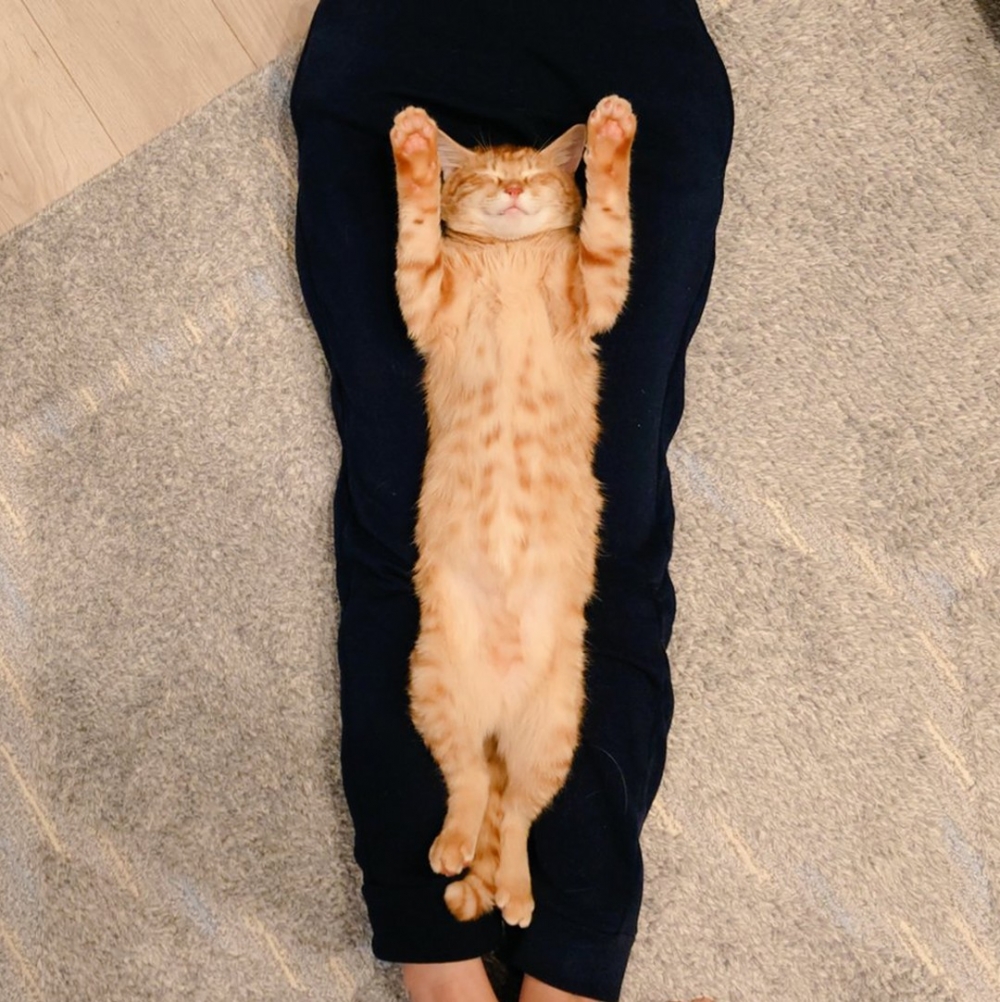 奴才：「想擼這個肚肚～」