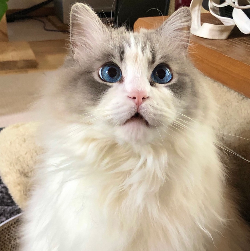 奴才：「我家貓咪超可愛啦～」