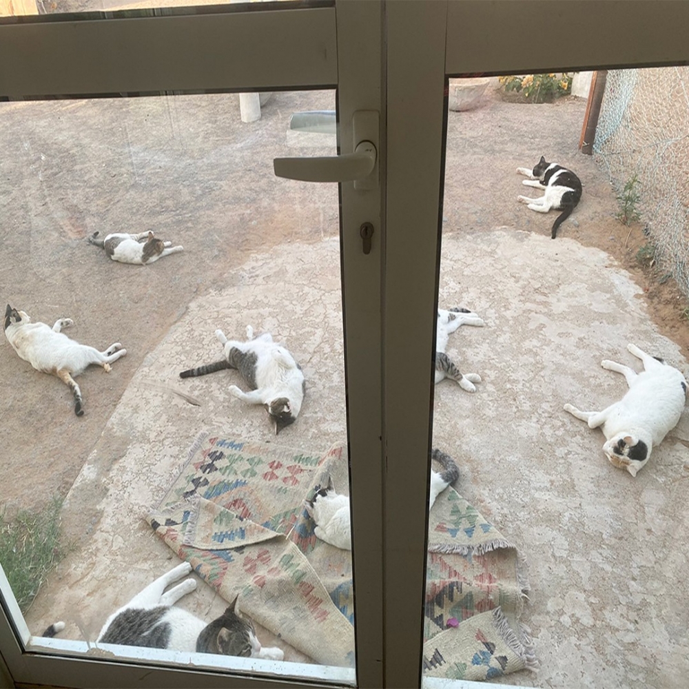 女子:「出入···困難中?」