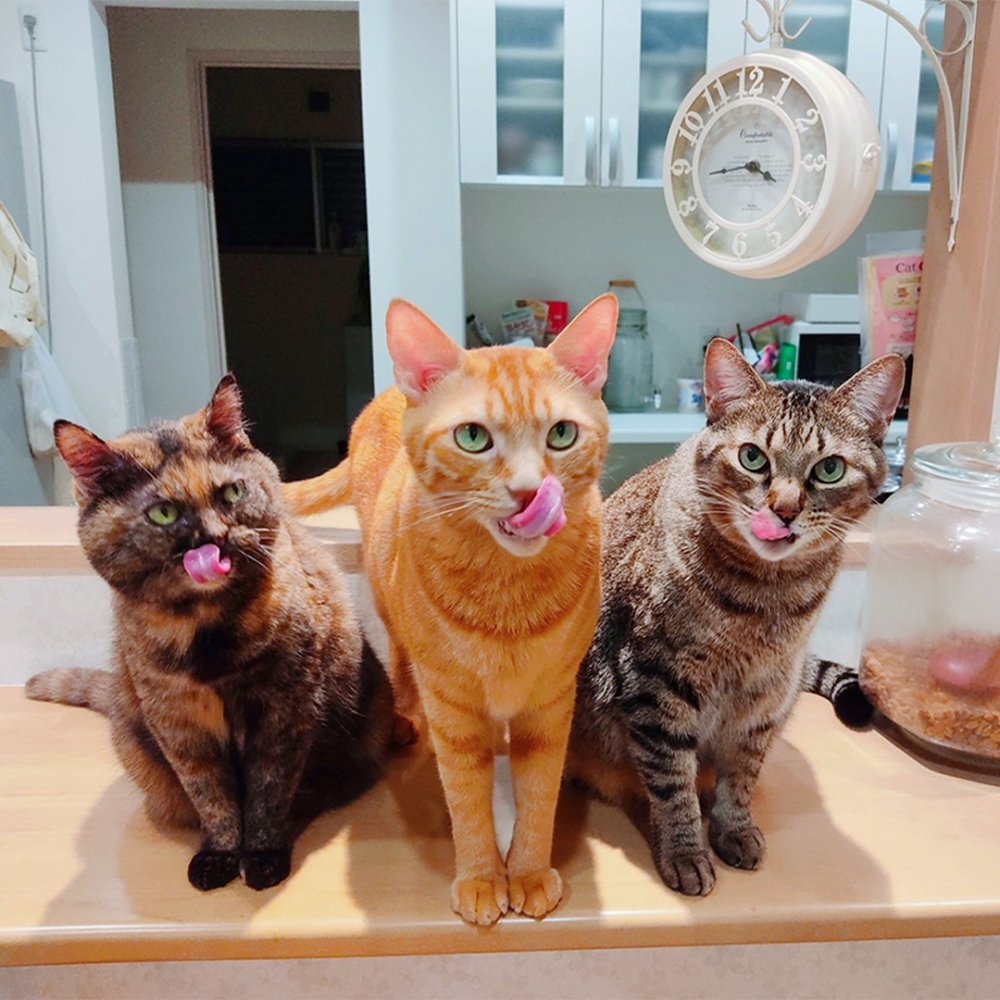 奴才：「不理！我要強制入群啦」