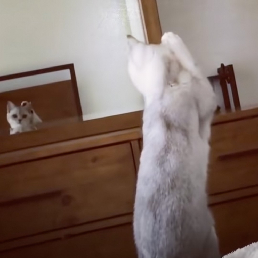 喵:「欸~這尖尖的會動耶」