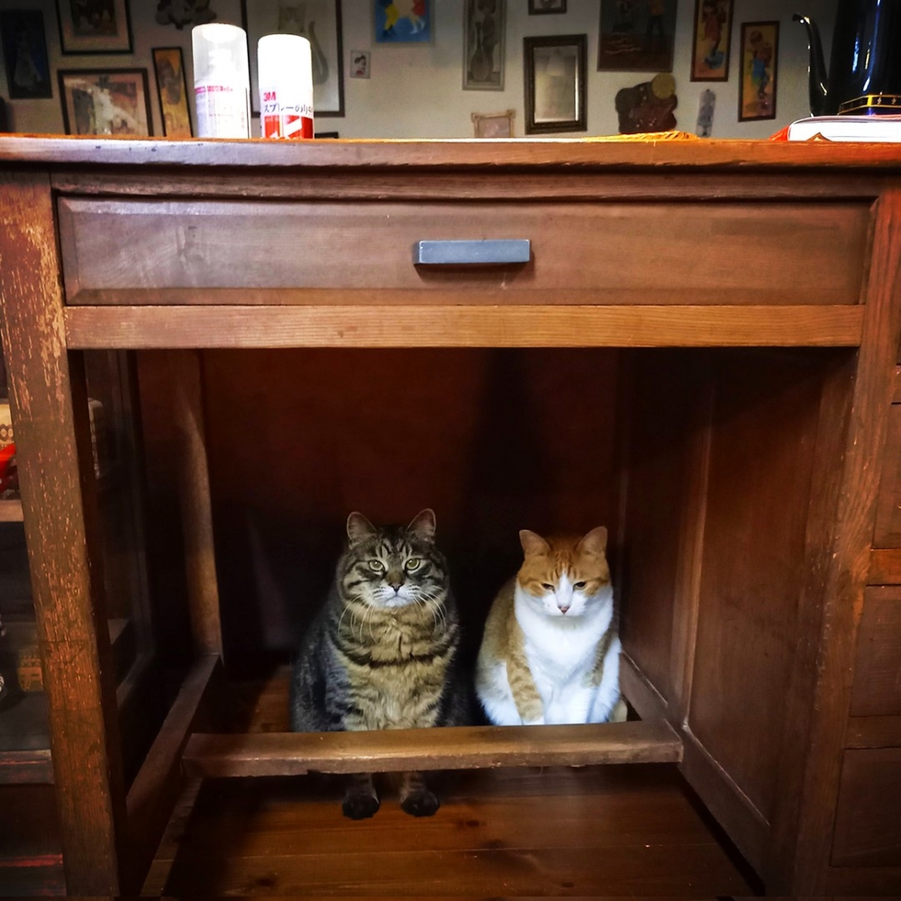 喵：「奴才不一起來嗎？」