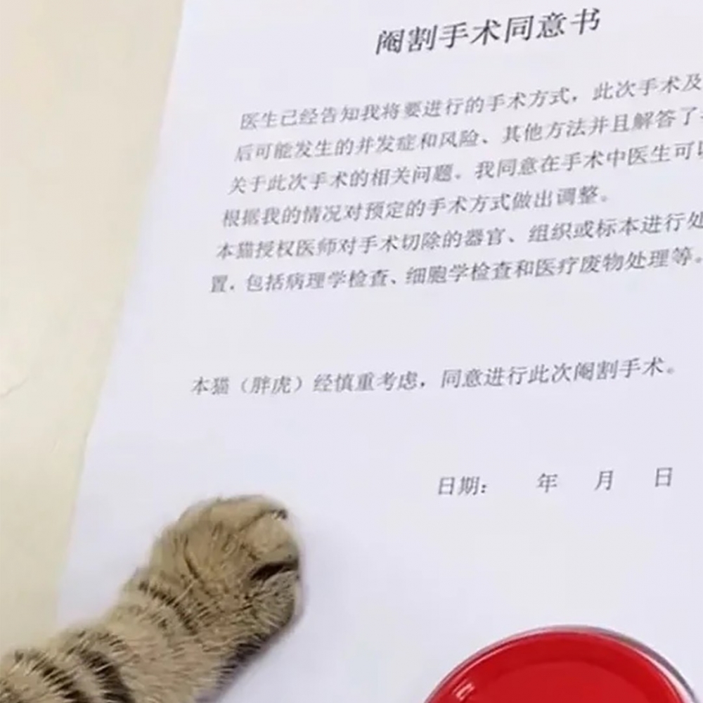 被強行畫押的可憐貓?