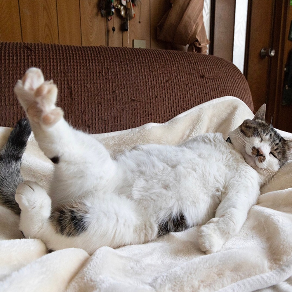 苦逼奴才：「沒貓擼+沒沙發躺」