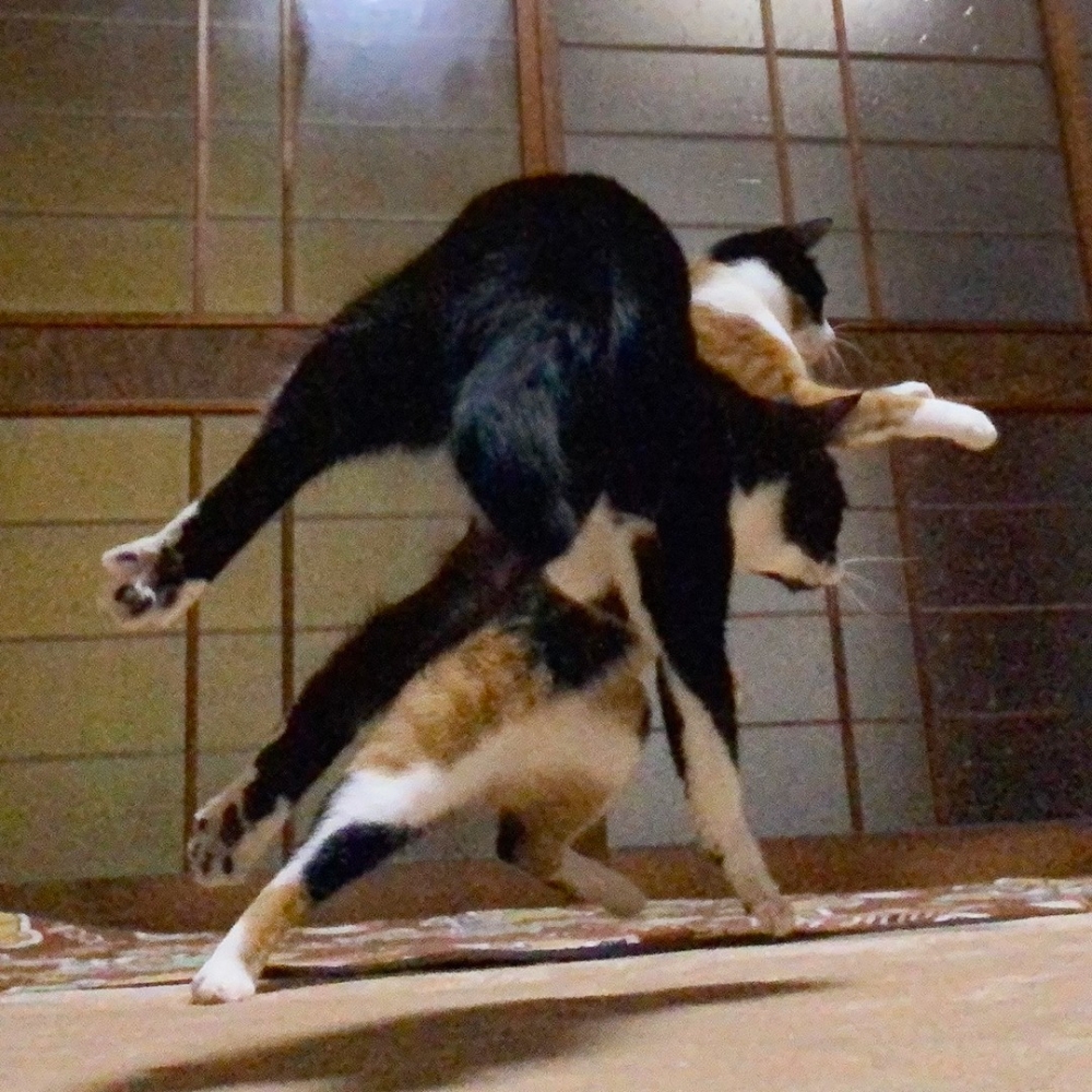 奴才：「真是雙劍合璧天下無敵呢XD」