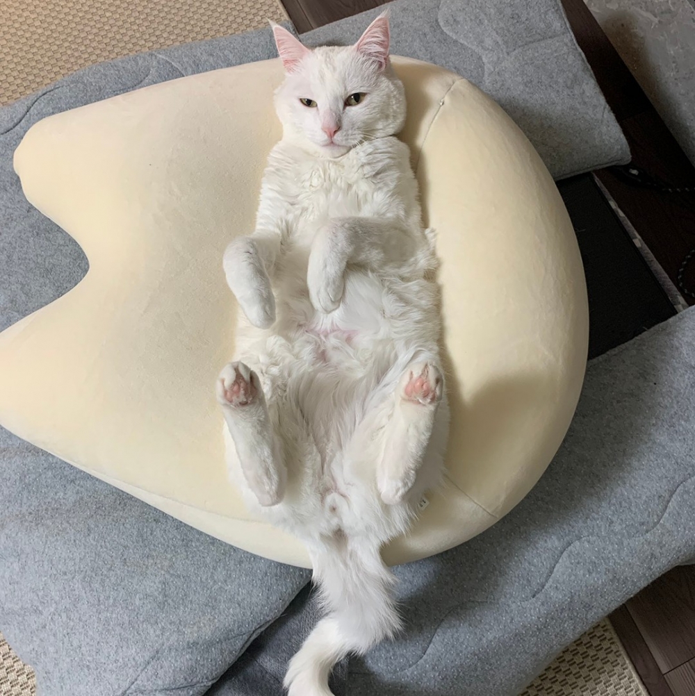 奴才：「那我要蓋咯！」