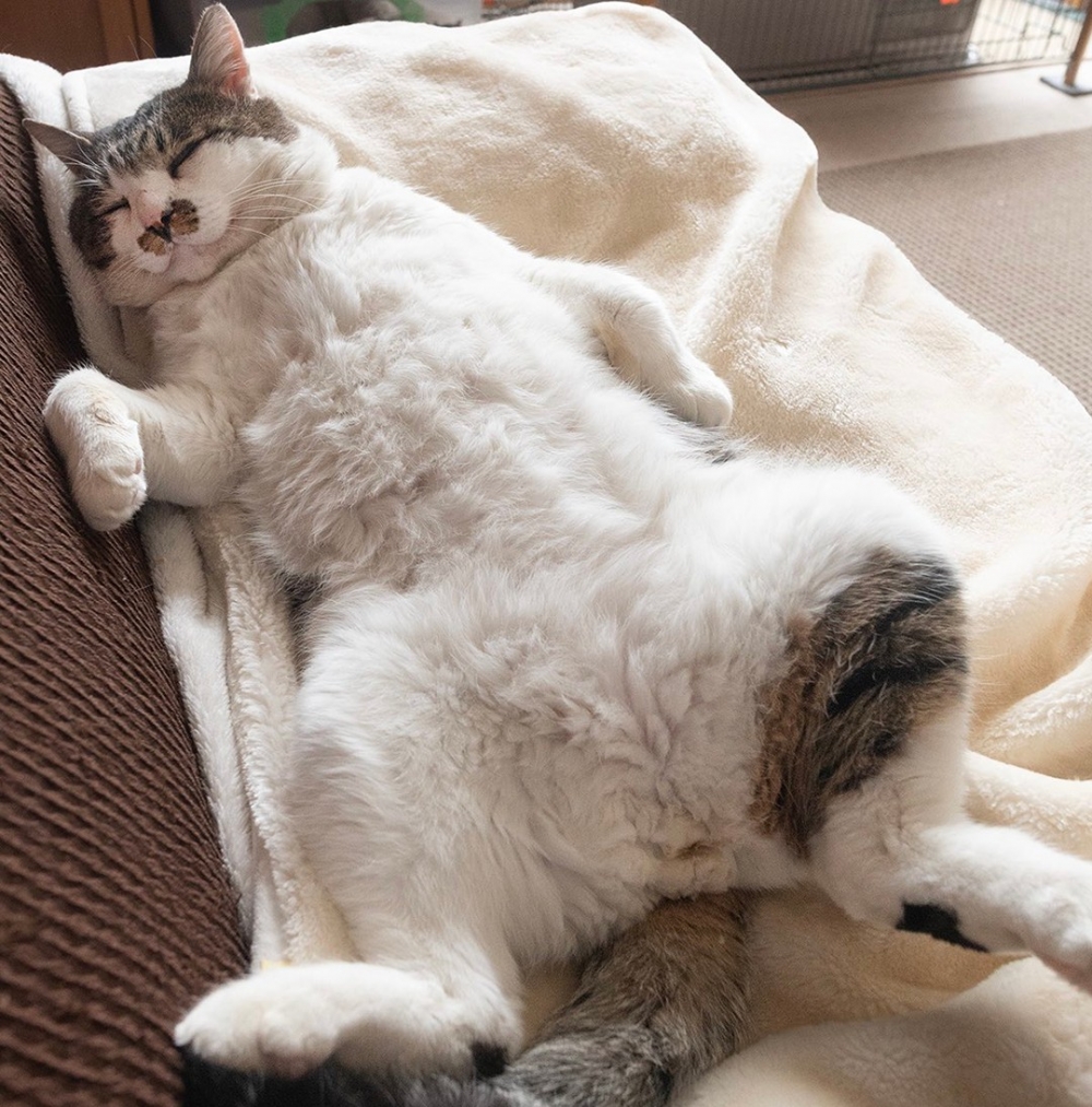 奴才：「今天又又沒沙發躺了⋯⋯」