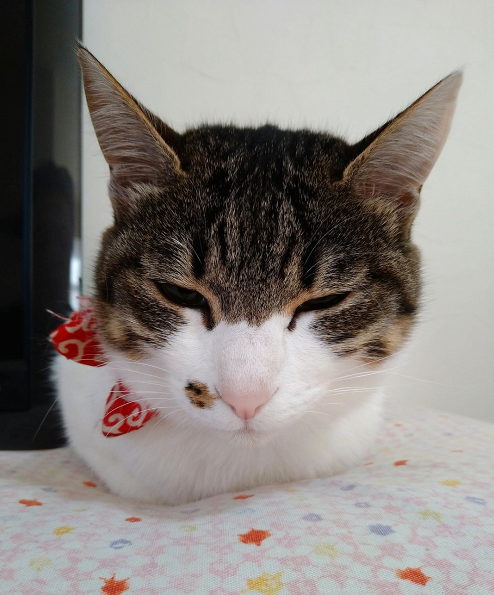 喵：「太丟貓了···朕要冷靜一下」