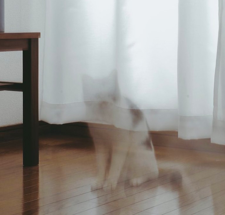 喵：「朕也很好奇你到底是什麼手···」