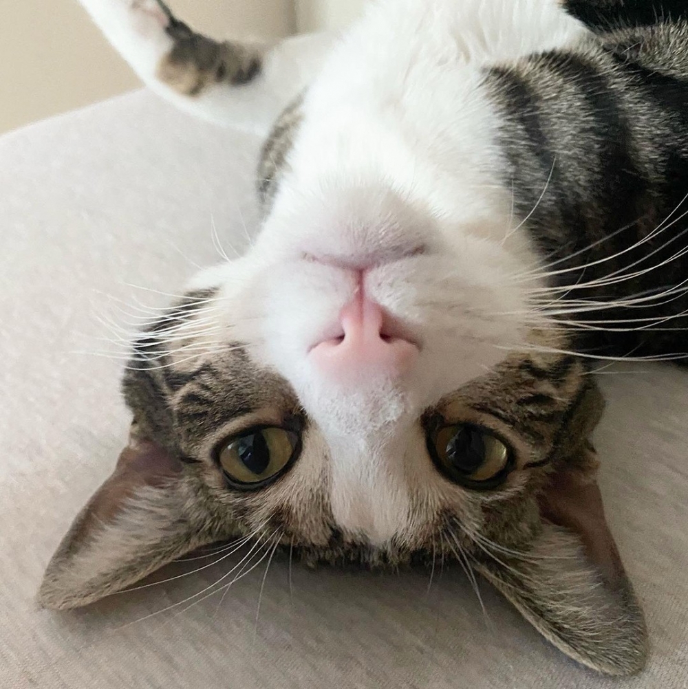 喵：「你揪出了朕，就要給罐罐安慰！」