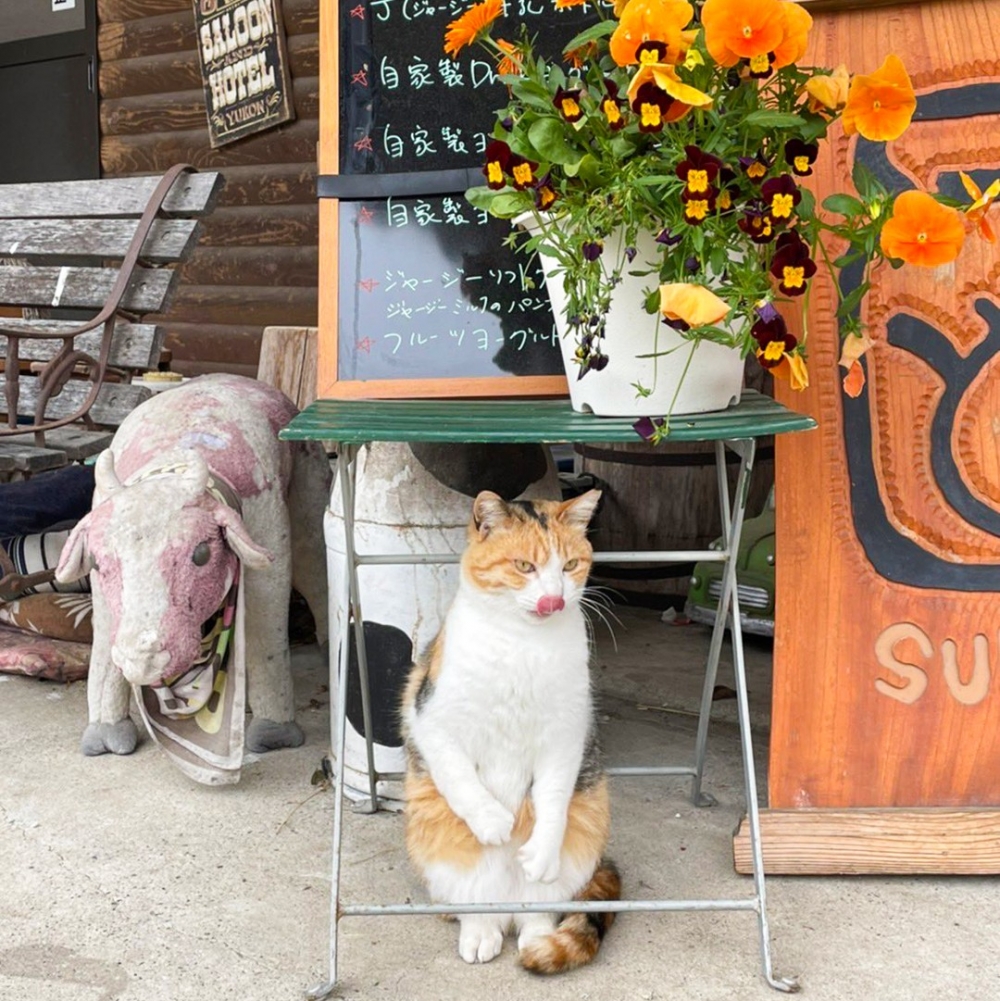 奴才：「哇！老闆威武！」