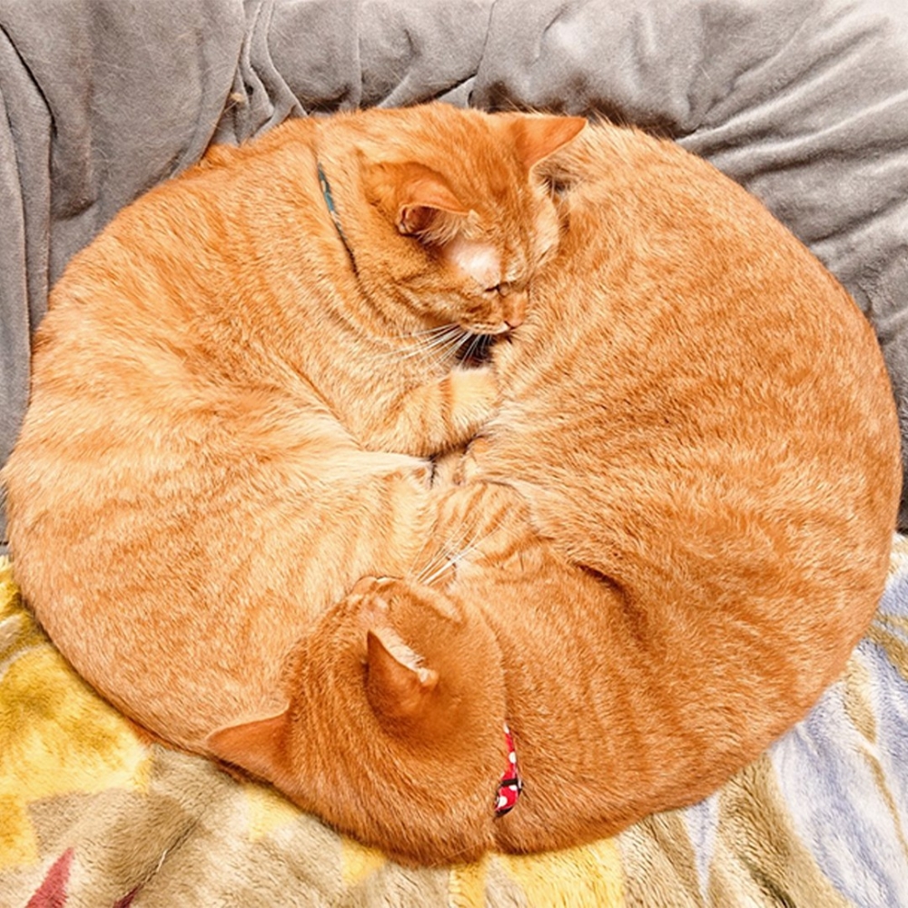 奴才:「發現新的橘色星球!」