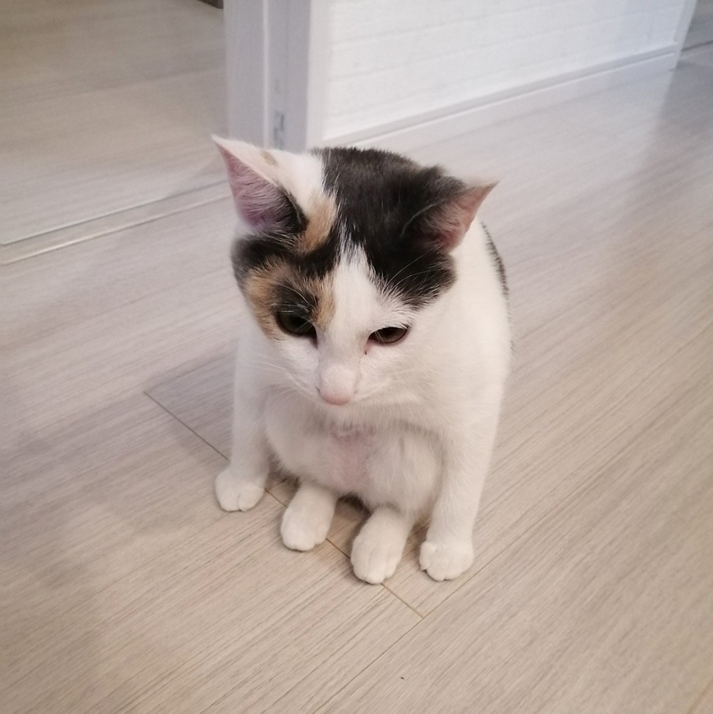 喵:「這姿勢沒難度啦~」