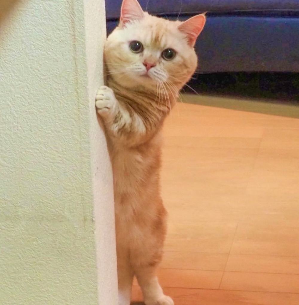 喵：「奴才不哭···朕很擔心你」