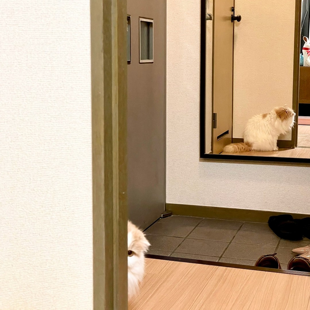 喵：「朕就悄悄地偷偷地···盯」