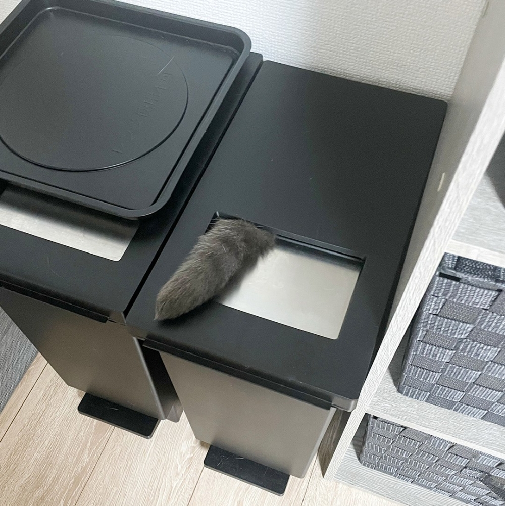 喵：「你看不到朕～你看不到朕！」