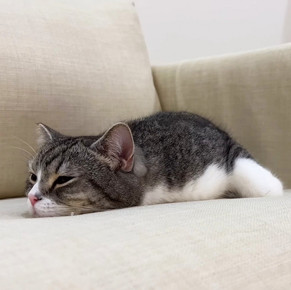 累翻了的貓咪拒絕溝通！