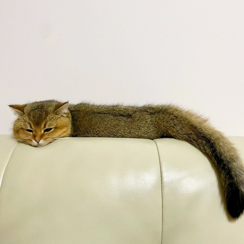 喵：「朕快被太陽的熱情給融化了······」