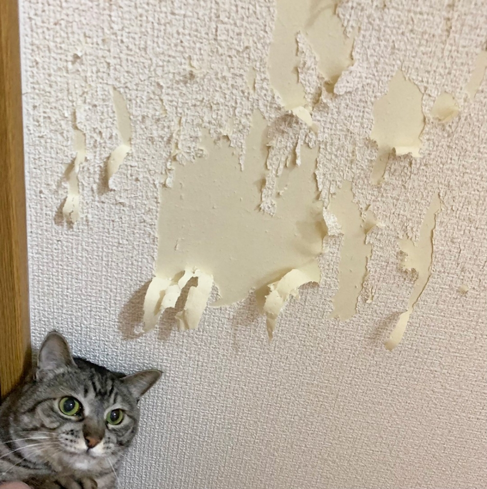 喵（?）：「這就是朕做的！」