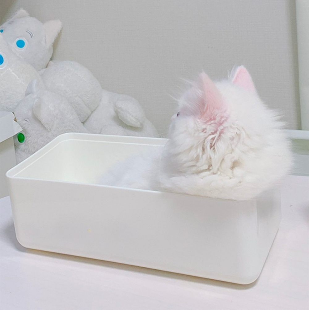 喵：「這位置果然很棒啦～嘿嘿」