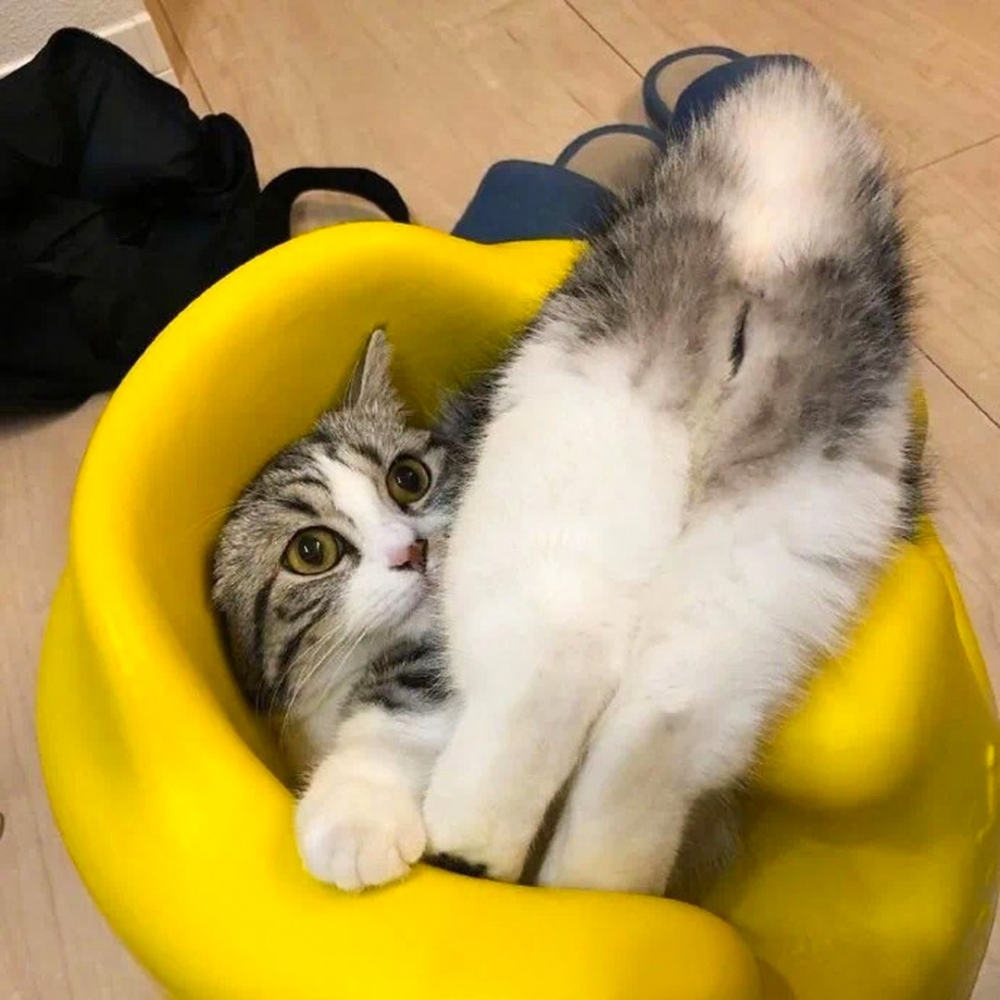 喵：「PP給你翹好了～就在這裡拍吧！」