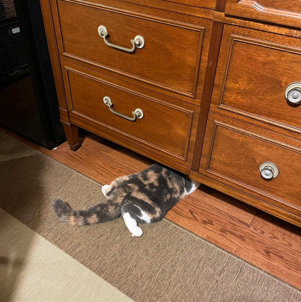 奴才：「睡得很香欸XDD」