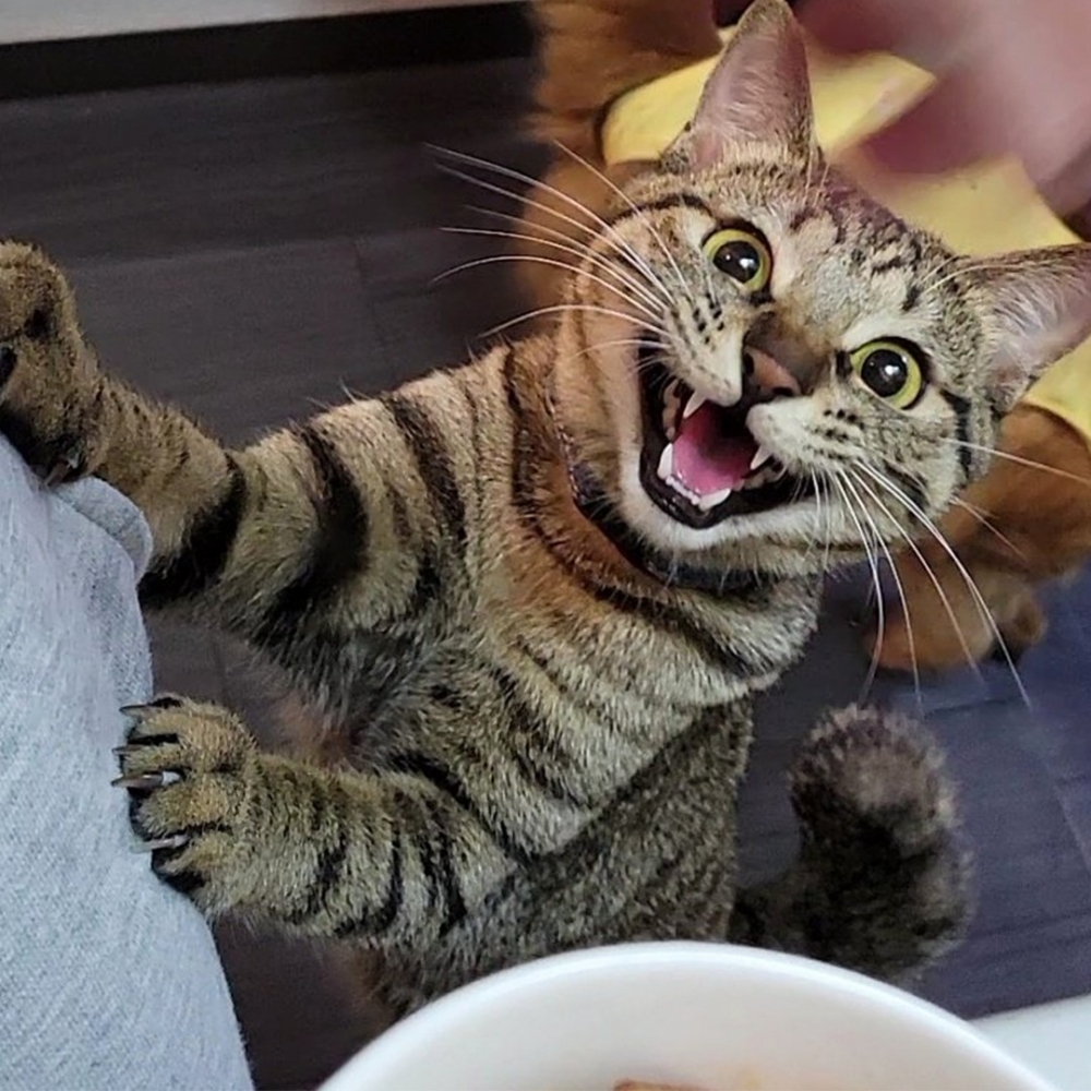 喵：「氣死朕了！竟然沒有捎上朕，誰給你的膽子···（以下省略一千字）」