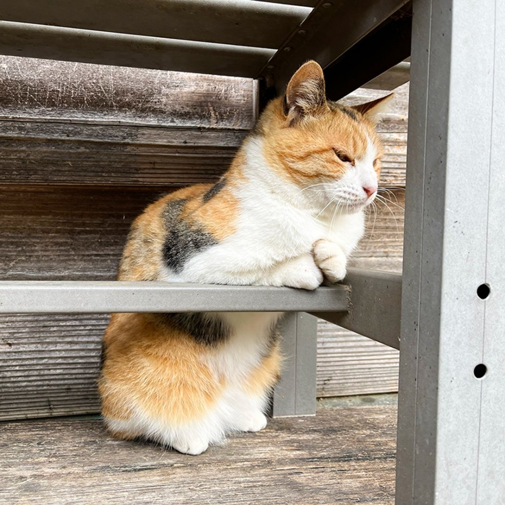 喵：「氣氣氣！想到朕更氣！」