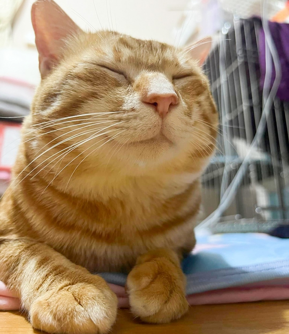 網:「為什麼我家的眯眯眼時有殺氣QAQ」