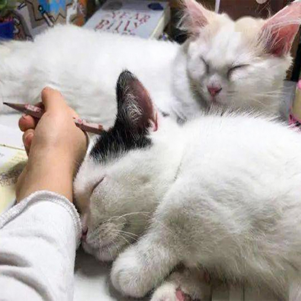 小奴才：「等我做完功課再一起玩喔～」