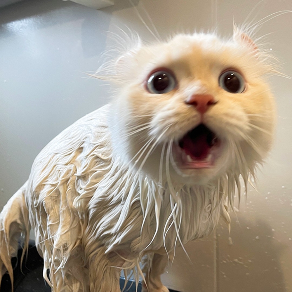 喵：「放朕出去！朕要出去！這是謀殺！！！」