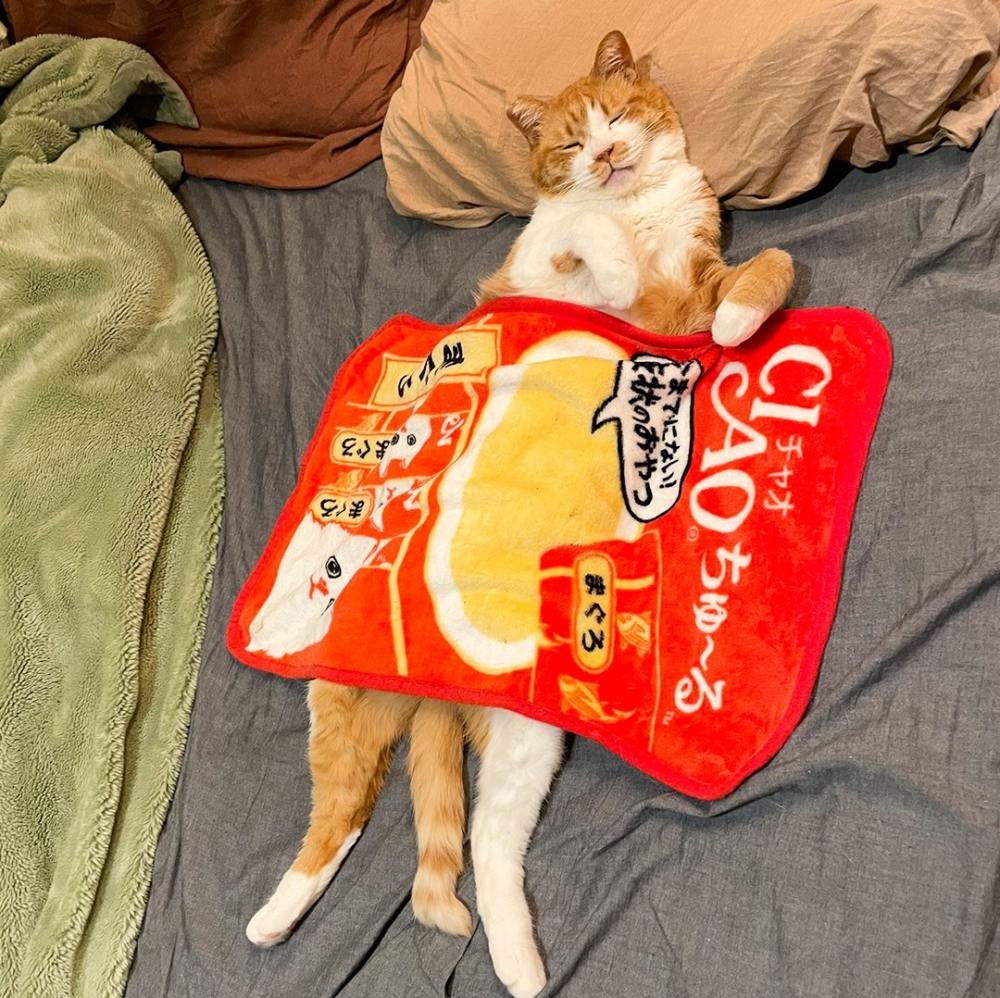 主子睡得更香了~~