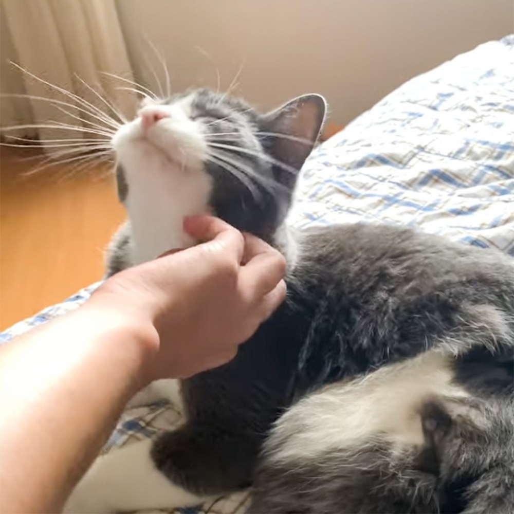 喵：「抓下面一點～」