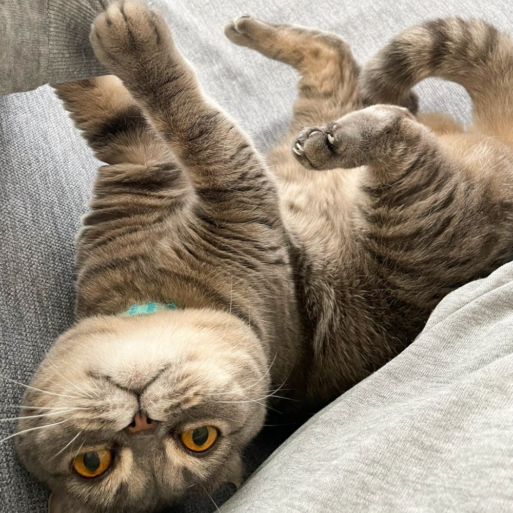 奴才：「這顆頭不管是睡覺還是討幹幹都很靈活」