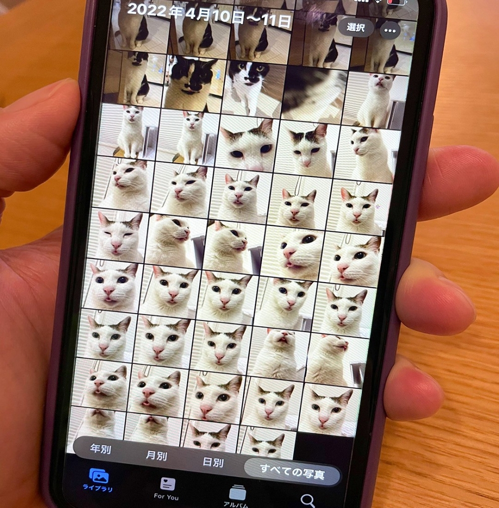 奴才：「我也是第一次知道···都是貓XD」