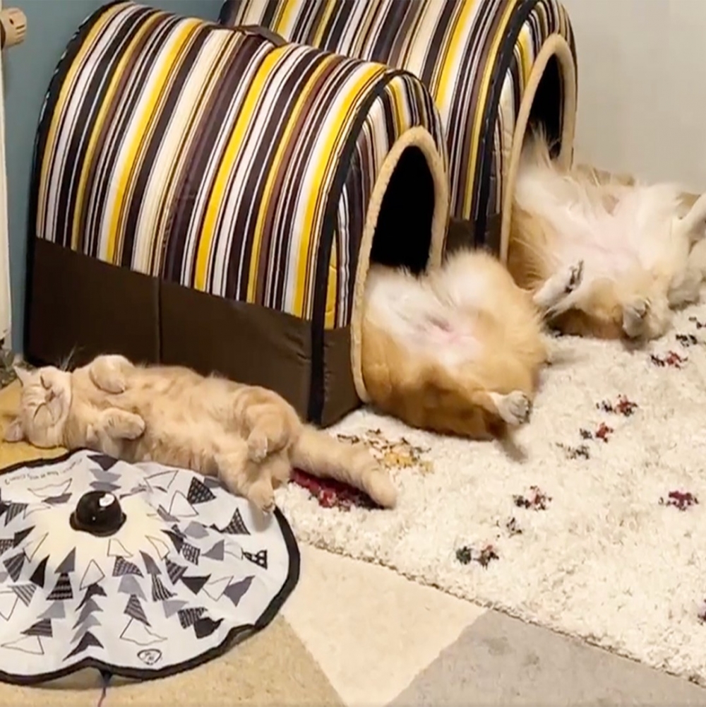 奴才：「這是三隻汪同框了？」