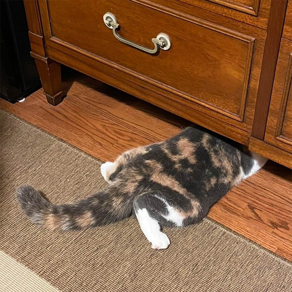 喵：「沒錯啦～～」