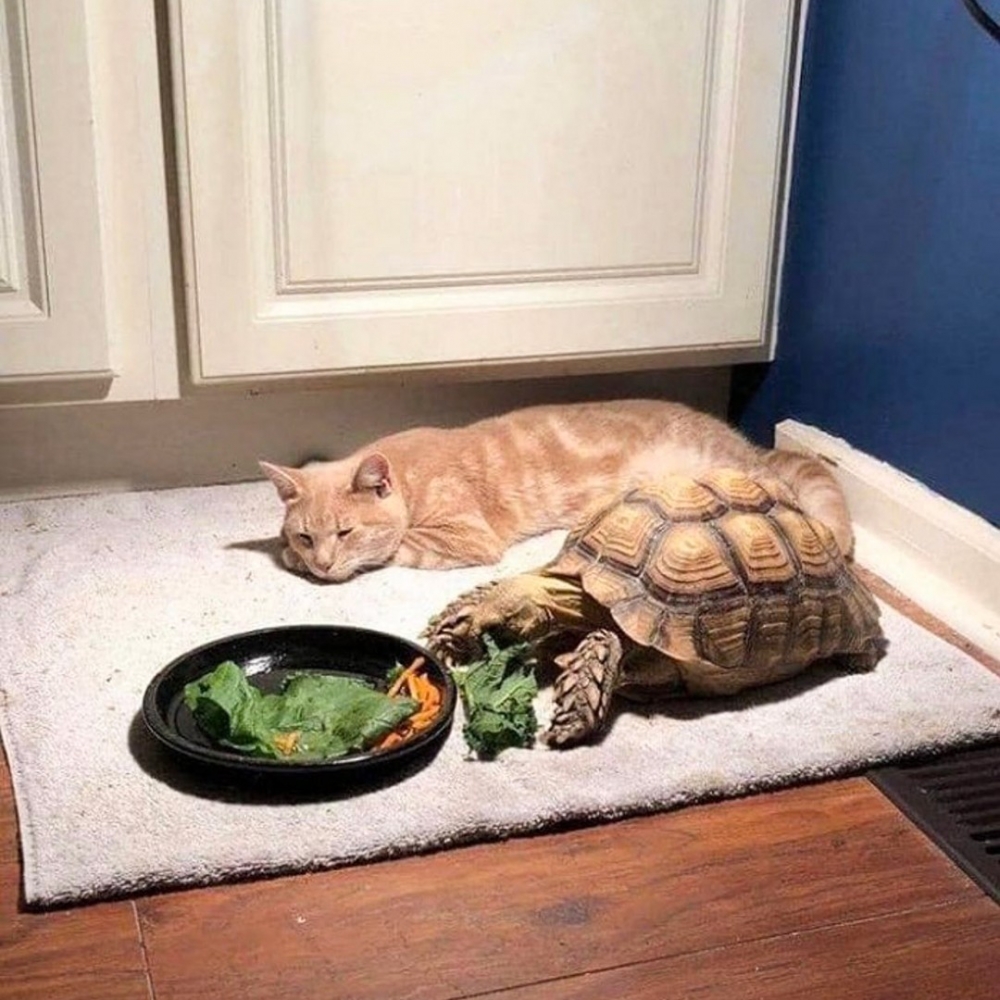 喵：「還···還沒好嗎QAQ」